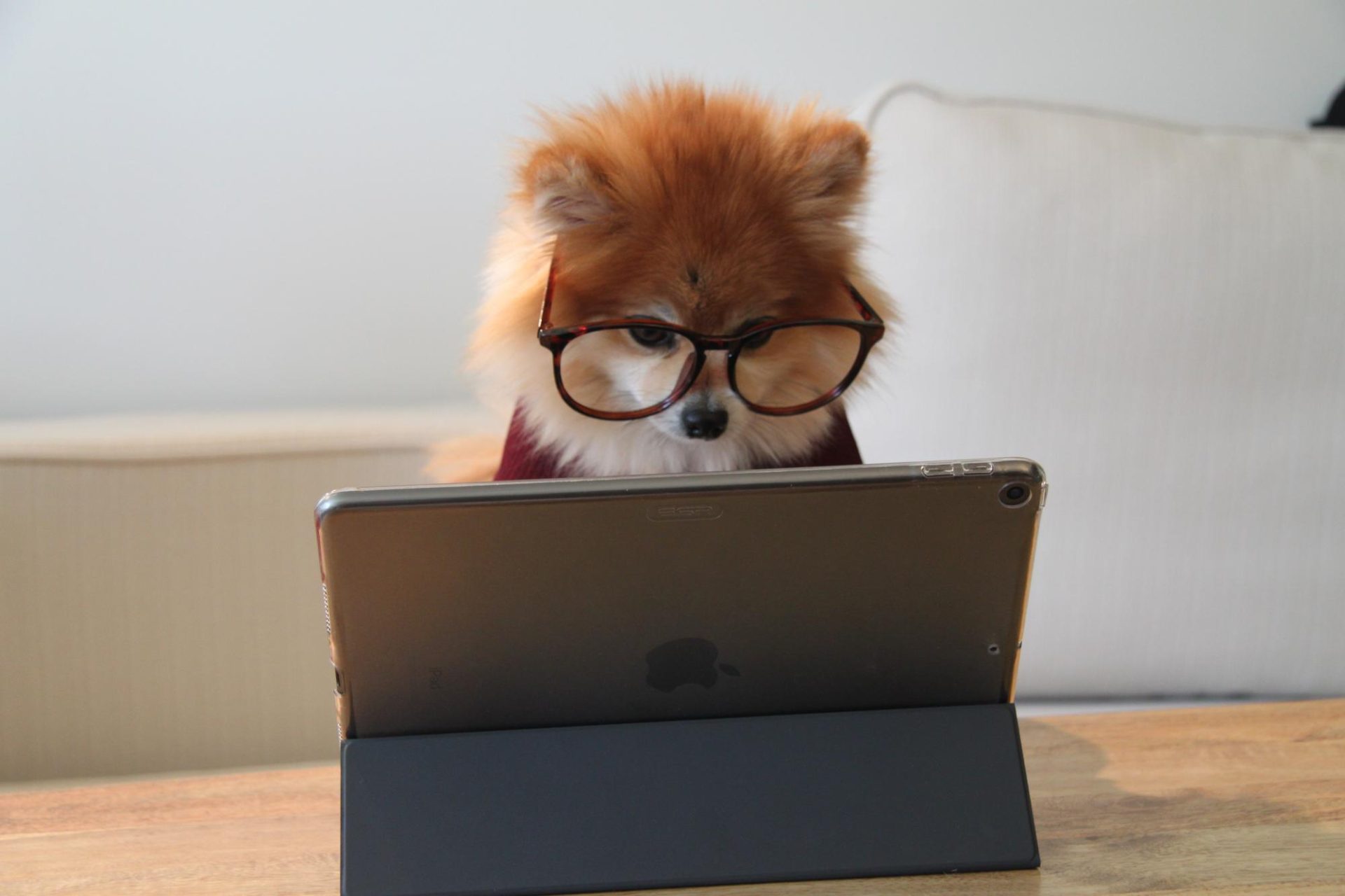 Dog with glasses using a tablet
