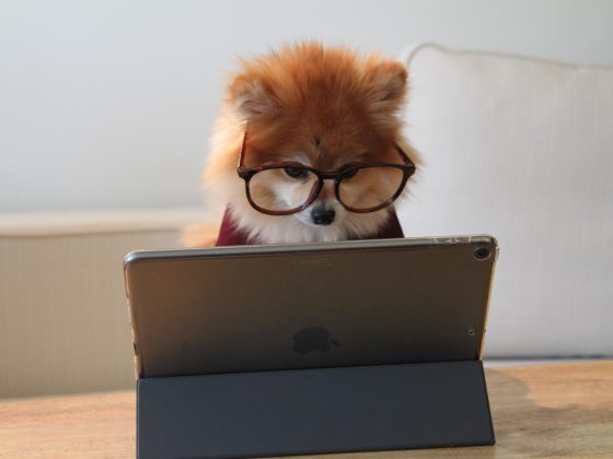 Dog with glasses using a tablet