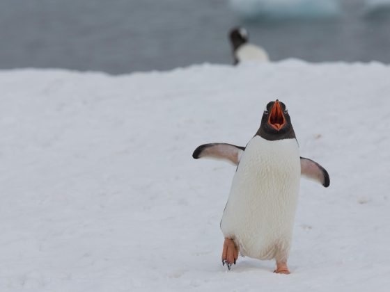 Penguin