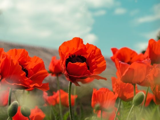 Poppy Field